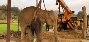Read more about the article After years of captivity and abuse, Moti the elephant has finally found peace.